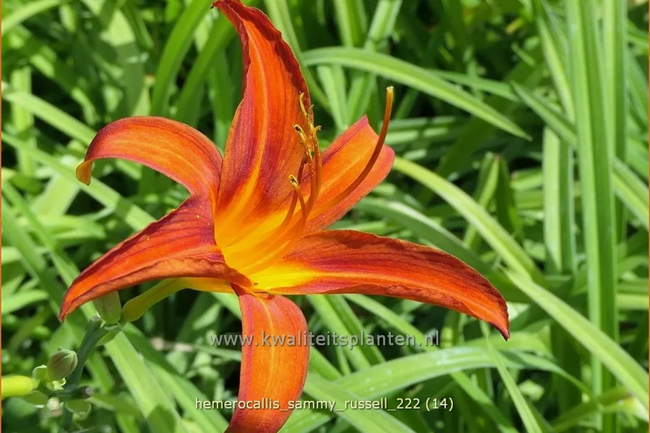 Hemerocallis 'Sammy Russell'
