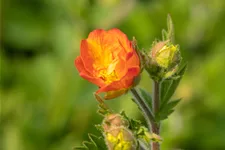 Geum chiloense 'Totally Tangerine'