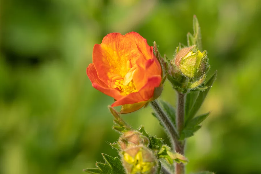 Geum chiloense 'Totally Tangerine'