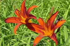 Hemerocallis 'Sammy Russell'