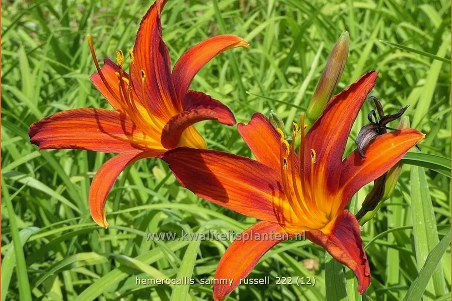 Hemerocallis 'Sammy Russell'