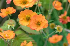 Geum chiloense 'Totally Tangerine'