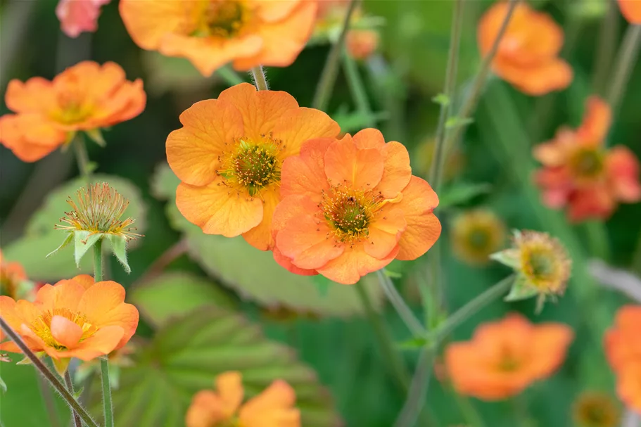 Geum chiloense 'Totally Tangerine'