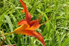 Hemerocallis 'Sammy Russell'