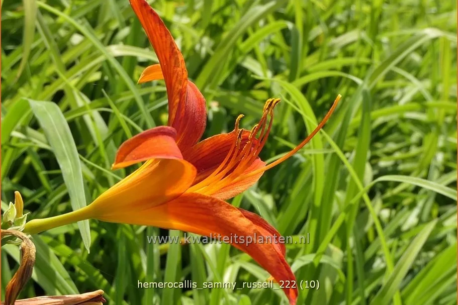 Hemerocallis 'Sammy Russell'