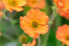 Geum chiloense 'Totally Tangerine'