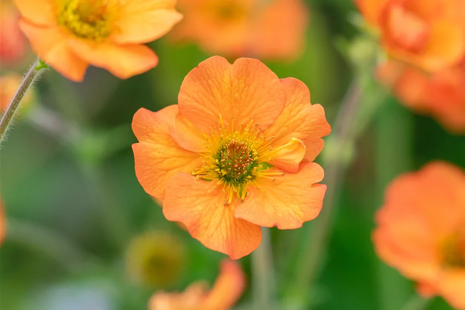 Geum chiloense 'Totally Tangerine'