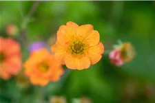 Geum chiloense 'Totally Tangerine'