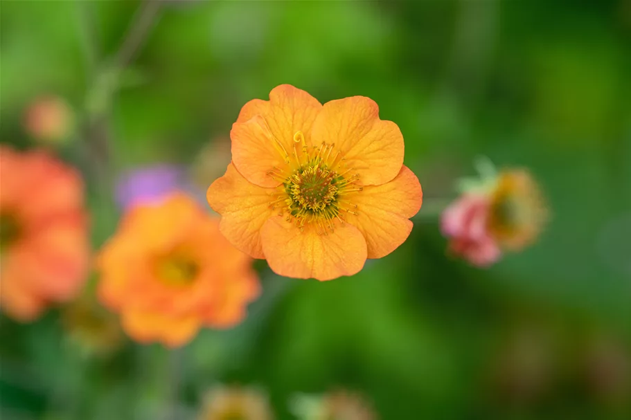 Geum chiloense 'Totally Tangerine'