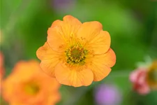 Geum chiloense 'Totally Tangerine'