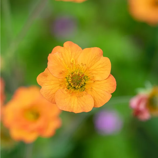 Geum chiloense 'Totally Tangerine'