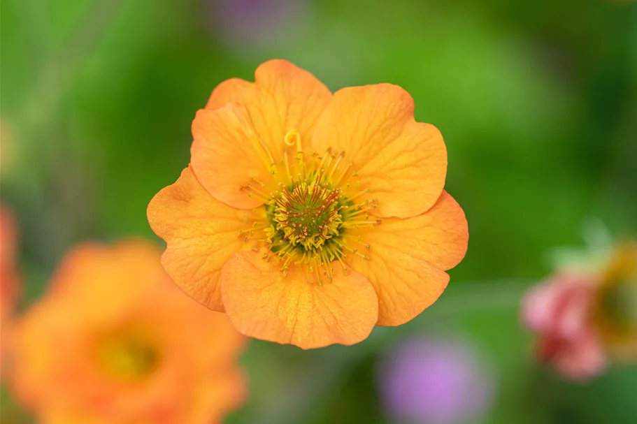 Geum chiloense 'Totally Tangerine'