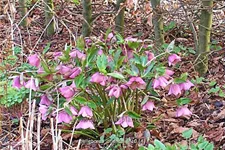 Helleborus orientalis