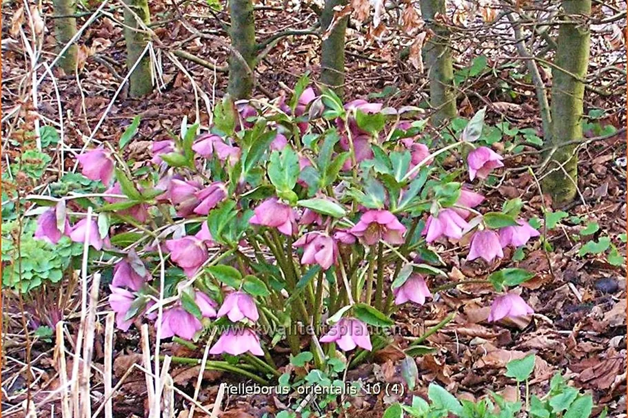 Helleborus orientalis