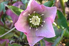 Helleborus orientalis