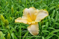 Hemerocallis 'Serena Sunburst'