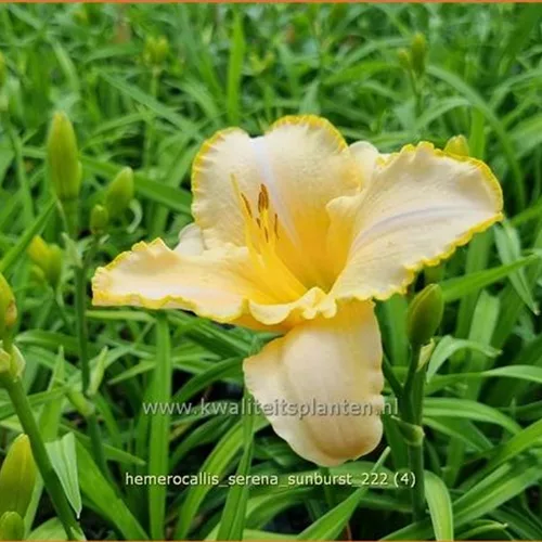 Hemerocallis 'Serena Sunburst'