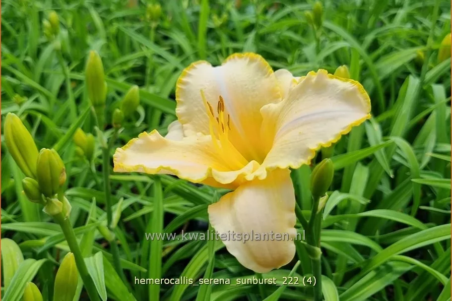 Hemerocallis 'Serena Sunburst'