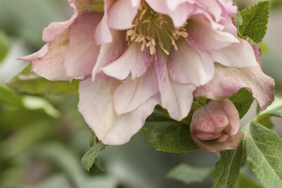 Helleborus orientalis