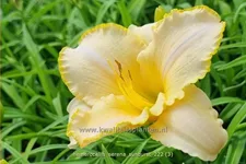 Hemerocallis 'Serena Sunburst'