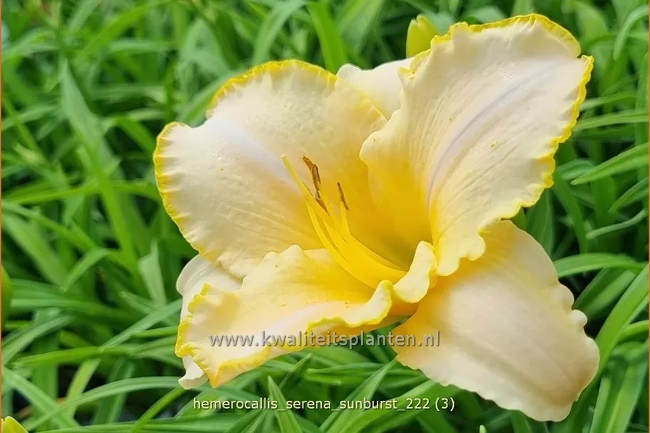 Hemerocallis 'Serena Sunburst'