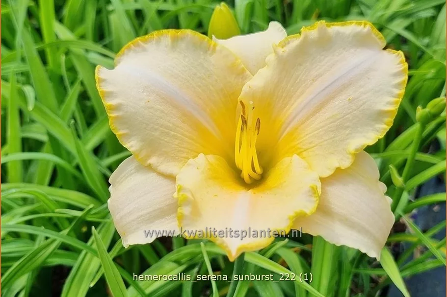 Hemerocallis 'Serena Sunburst'