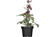 Helleborus orientalis