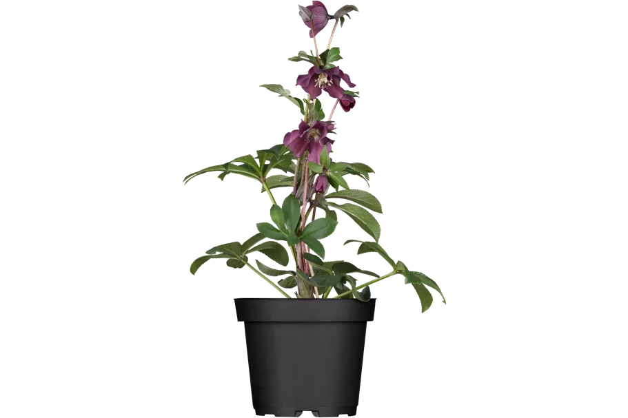 Helleborus orientalis