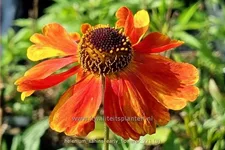 Helenium 'Sahin´s Early Flowerer'®