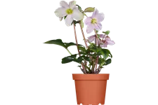 Helleborus orientalis