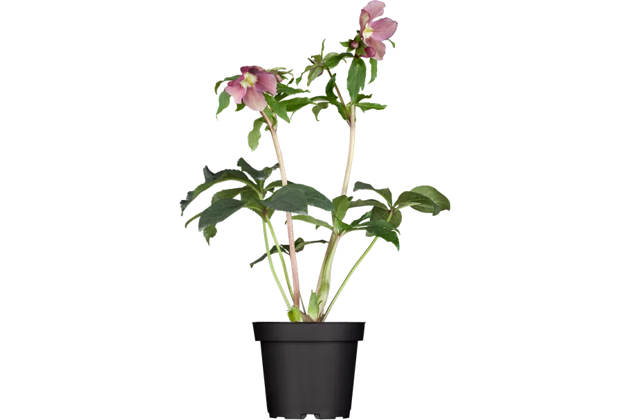 Helleborus orientalis