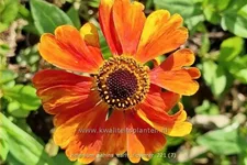 Helenium 'Sahin´s Early Flowerer'®