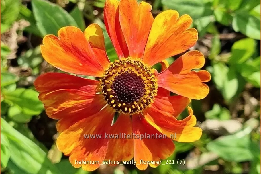 Helenium 'Sahin´s Early Flowerer'®
