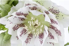 Helleborus orientalis