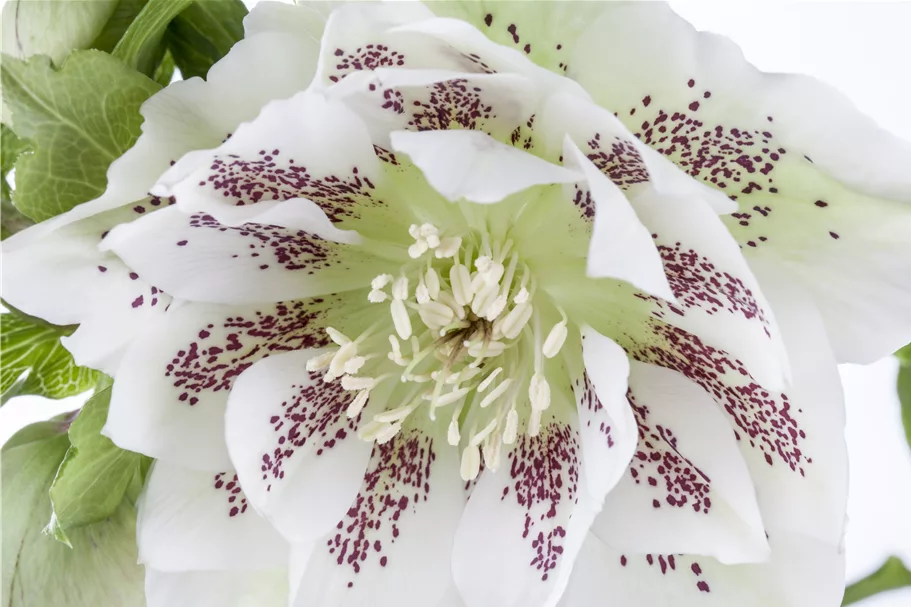 Helleborus orientalis