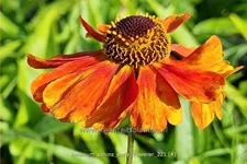 Helenium 'Sahin´s Early Flowerer'®
