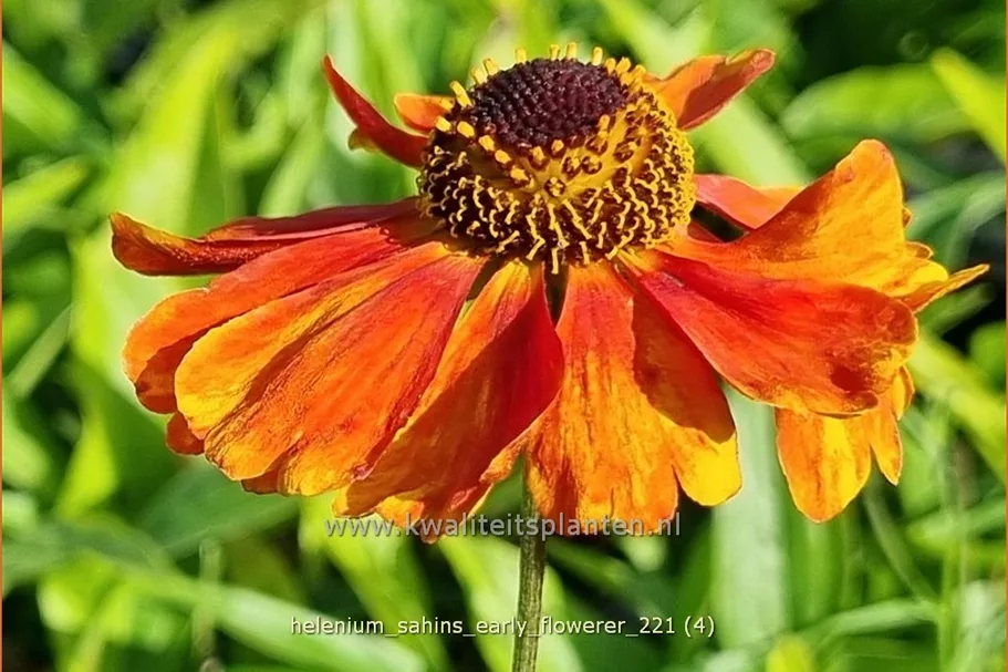Helenium 'Sahin´s Early Flowerer'®