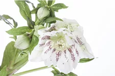 Helleborus orientalis