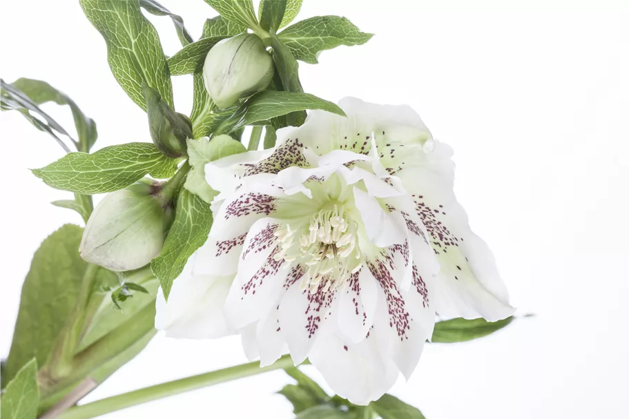 Helleborus orientalis