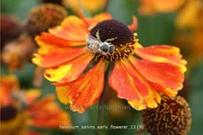 Helenium 'Sahin´s Early Flowerer'®