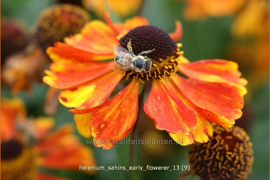 Helenium 'Sahin´s Early Flowerer'®