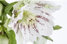 Helleborus orientalis
