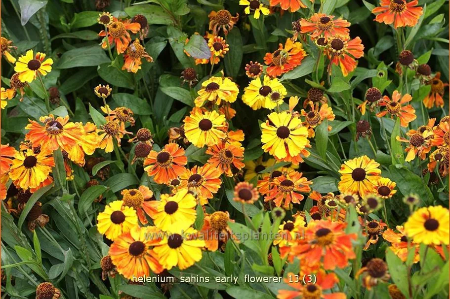 Helenium 'Sahin´s Early Flowerer'®
