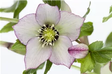 Helleborus orientalis