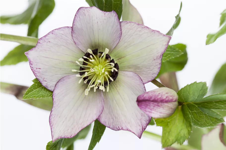 Helleborus orientalis
