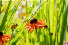 Helenium 'Sahin´s Early Flowerer'®
