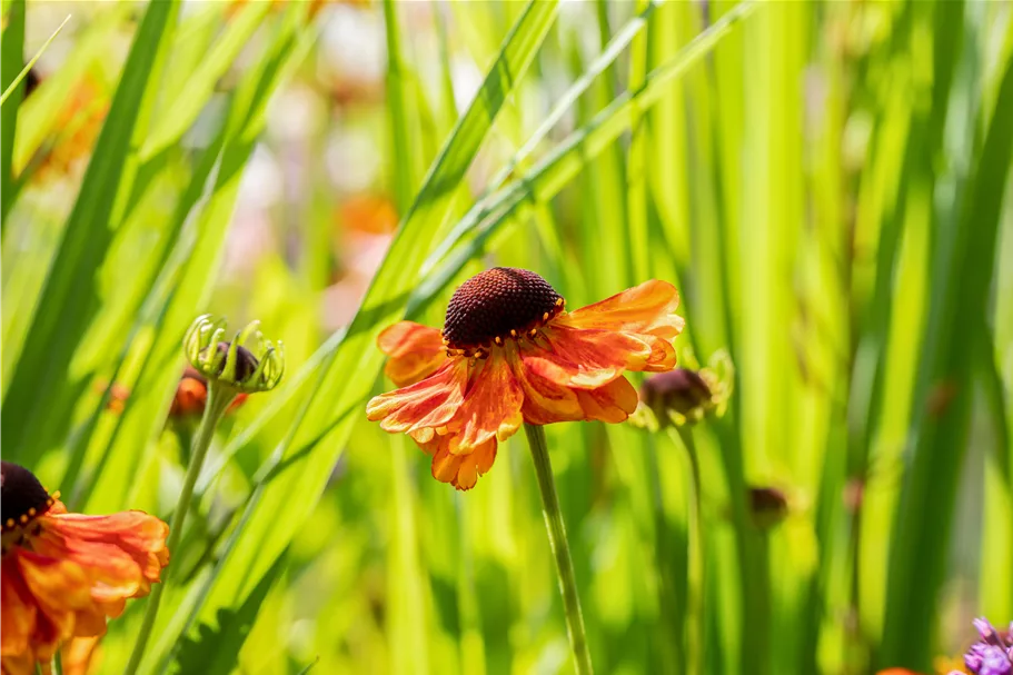 Helenium 'Sahin´s Early Flowerer'®