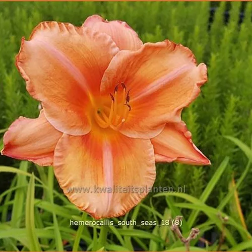 Hemerocallis 'South Seas'