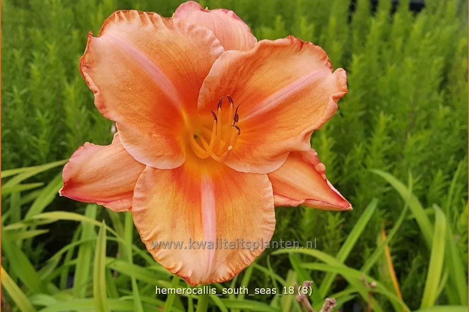 Hemerocallis 'South Seas'