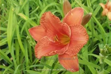 Hemerocallis 'South Seas'